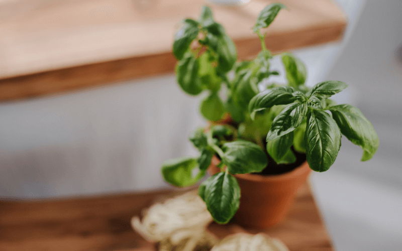 An image of a healthy ZZ plant in a modern, minimalistic pot on a tabletop.