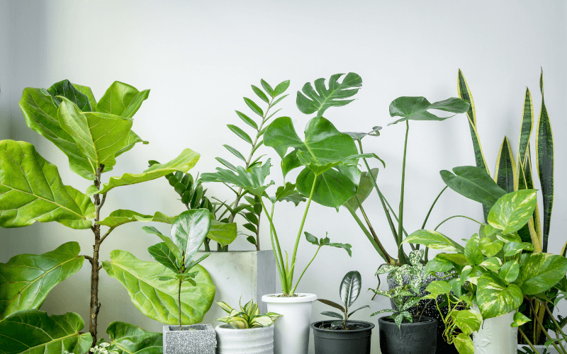 An image of house plants