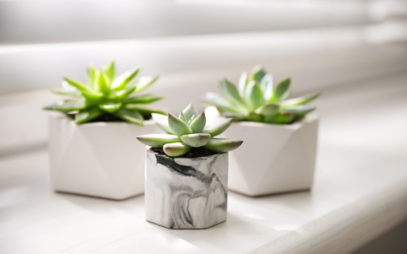 An image of succulents on a window sill