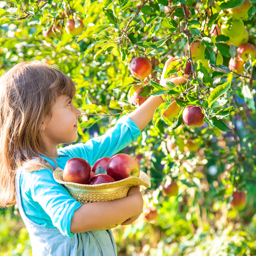 Small image of a child picking out fruits and vegetables