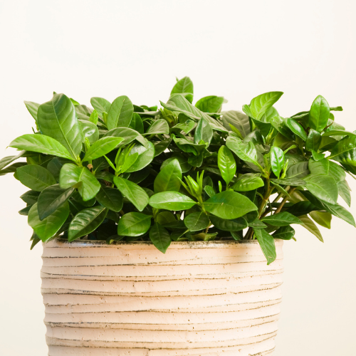 Small image of a gardenia flower pot