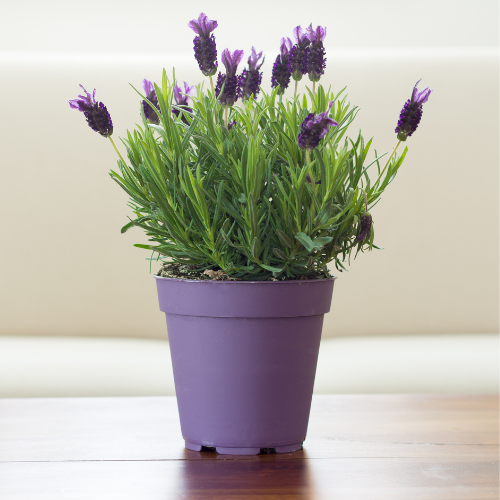 Small image of a lavender plant