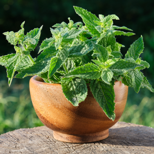 Small image of a lemon balm plant