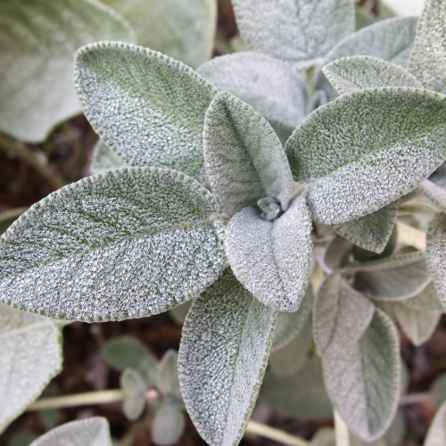 Small image of a sage plant
