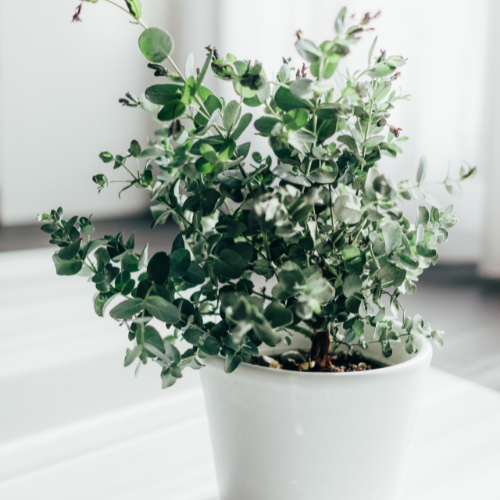 Small image of eucalyptus plant in a pot