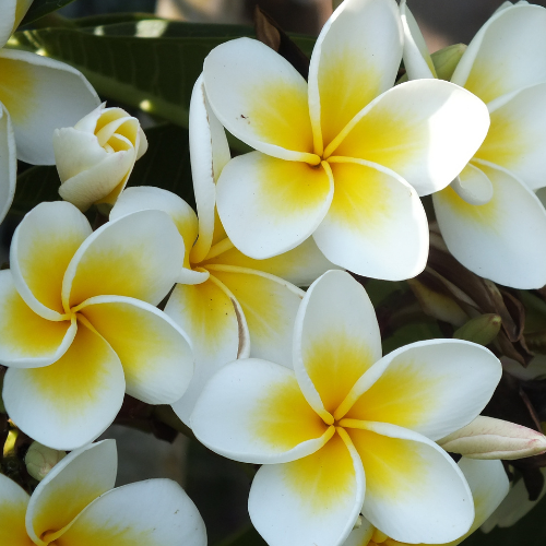 Small image of jasmine flower