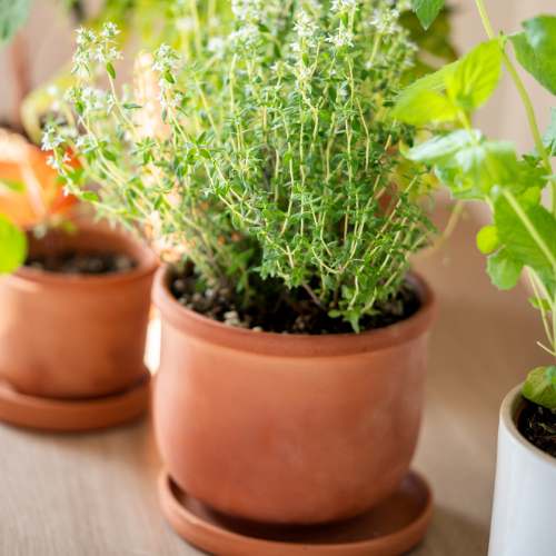 Small image of potted mint pot