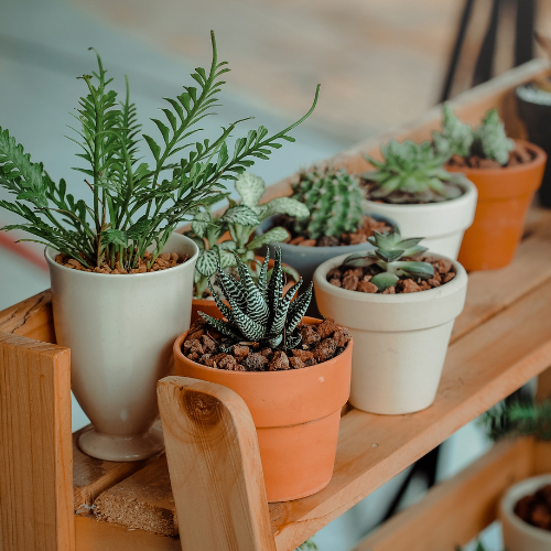 Small image of potted plants found in Singapore