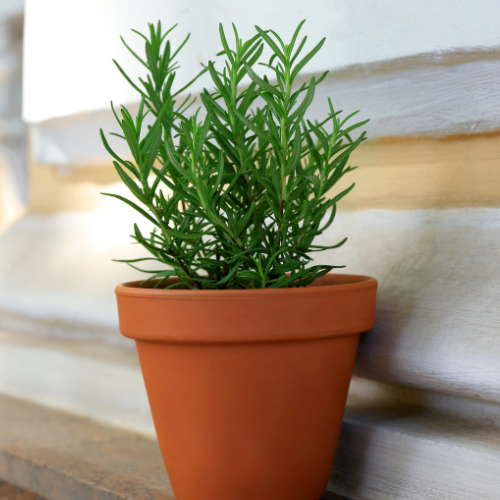 Small image of rosemary plant