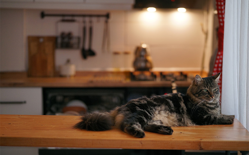 A kitchen countertop