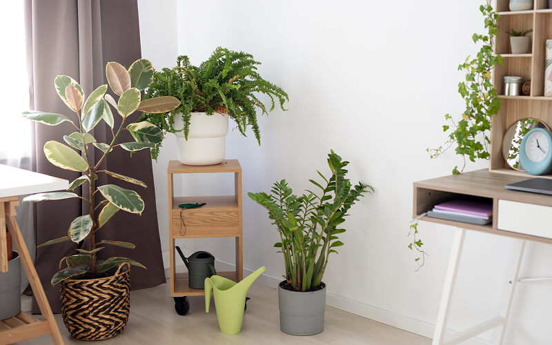 Image of a corner filled with plants