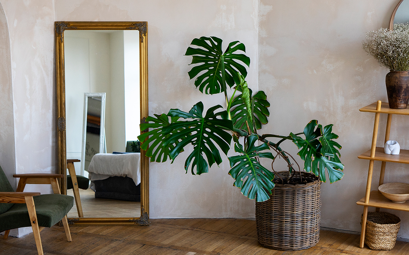 A stock photo of a tropical-inspired home corner.